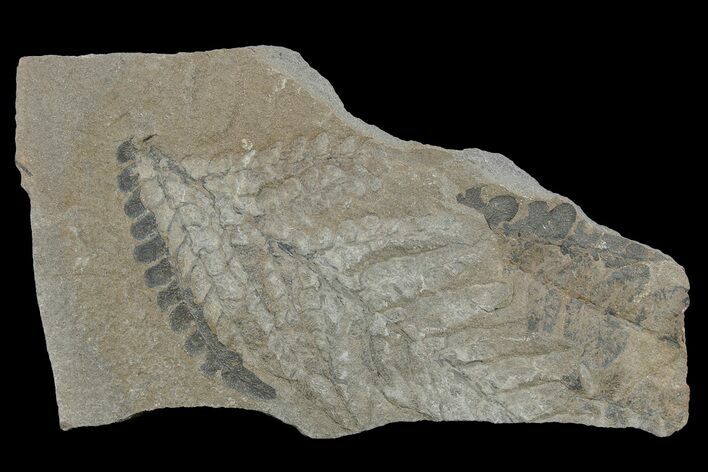 Pennsylvanian Fossil Fern (Neuropteris) Plate - Kentucky #181321